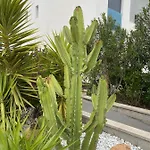 Oasis Beach Apartments