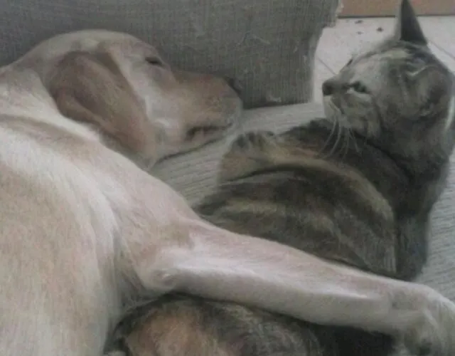 Como en casa