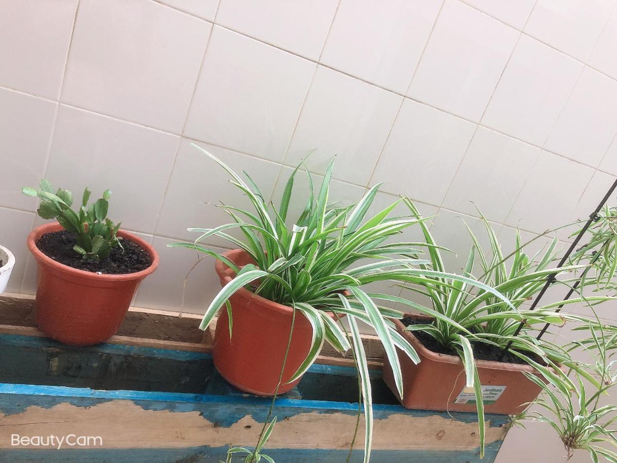 Jiaqi Casa Homestay *