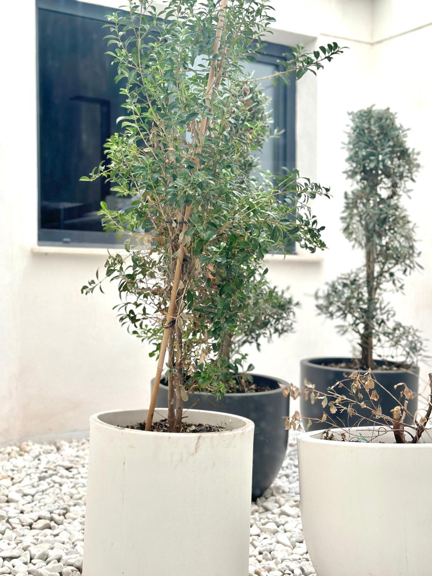 Pensión A-cero Living Alicante