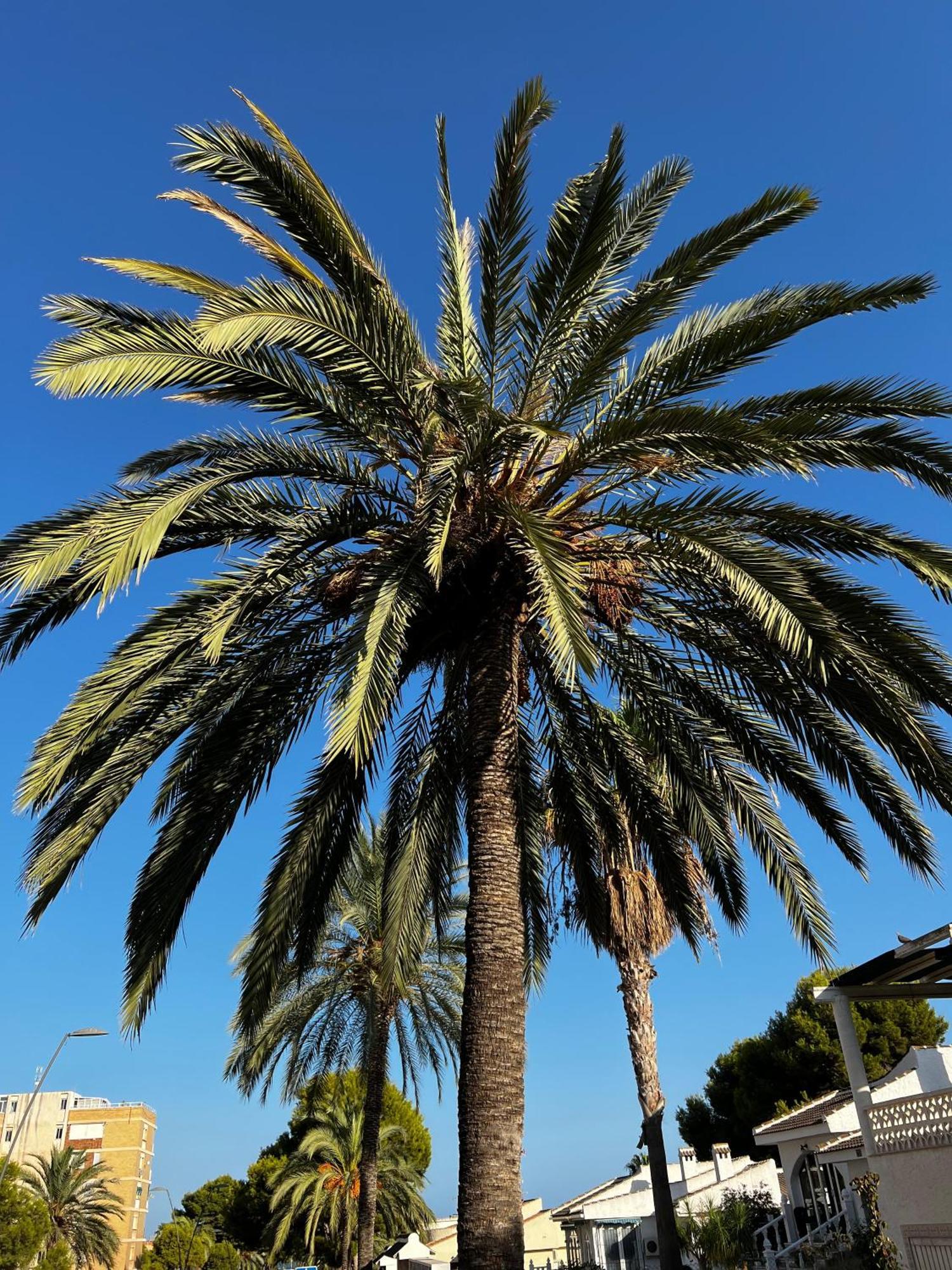 Stunning Molino Blanco La Zenia Alicante