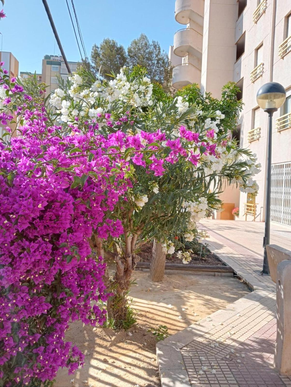 Apartment Balcon Del Mar Alicante