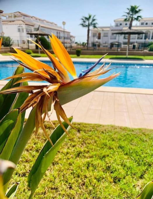 Punta Prima Flat With Private Roof Terrace
