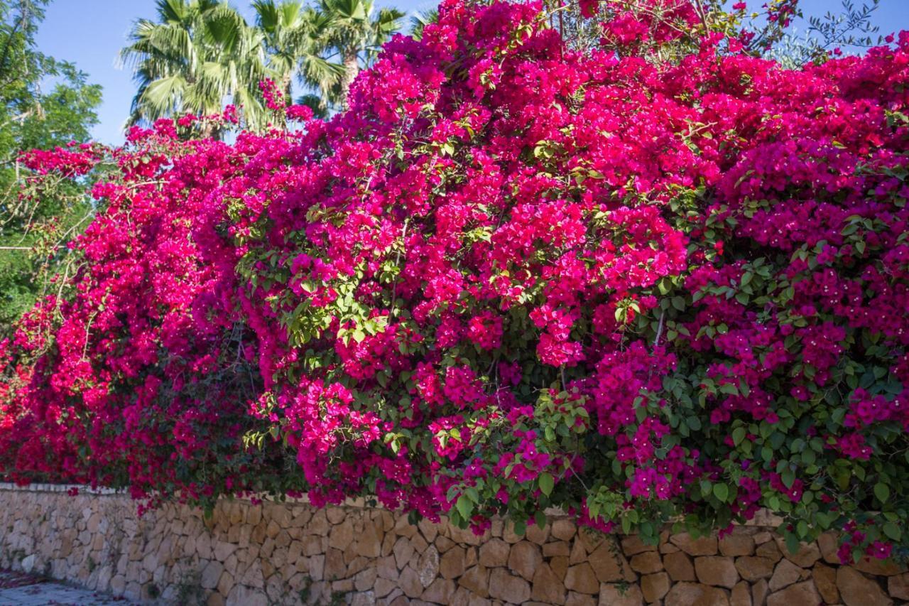 El Palmeral De Madaria * Alicante