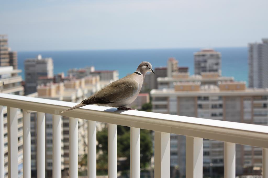 Club Del Mar Alicante